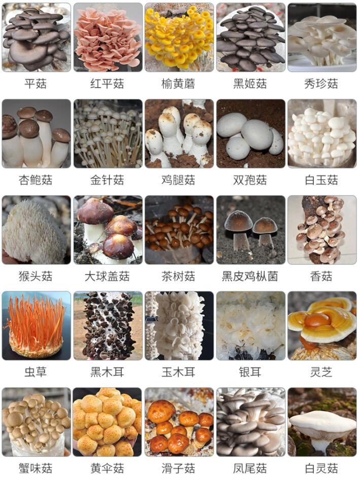 有機蘑菇的保鮮方法